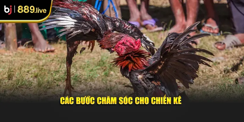Các bước chăm sóc cho chiến kê